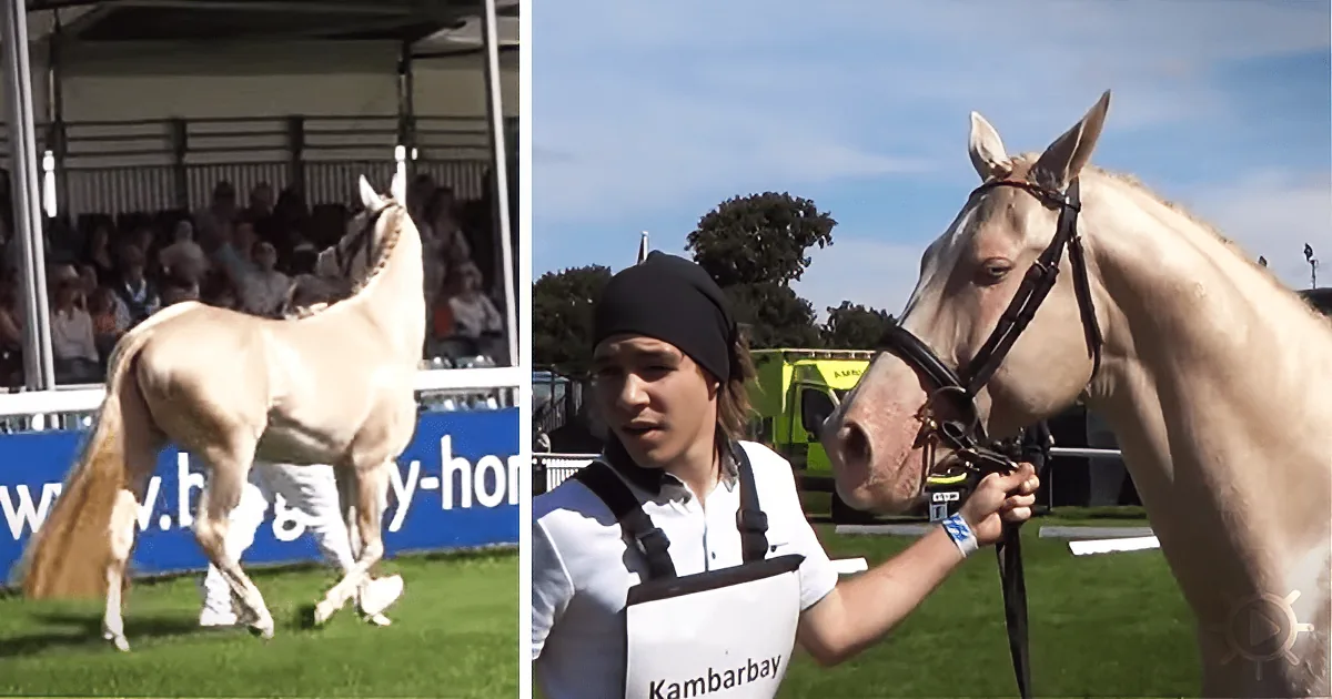 A light-colored horse is being led by a person in a white shirt at an outdoor event with spectators.