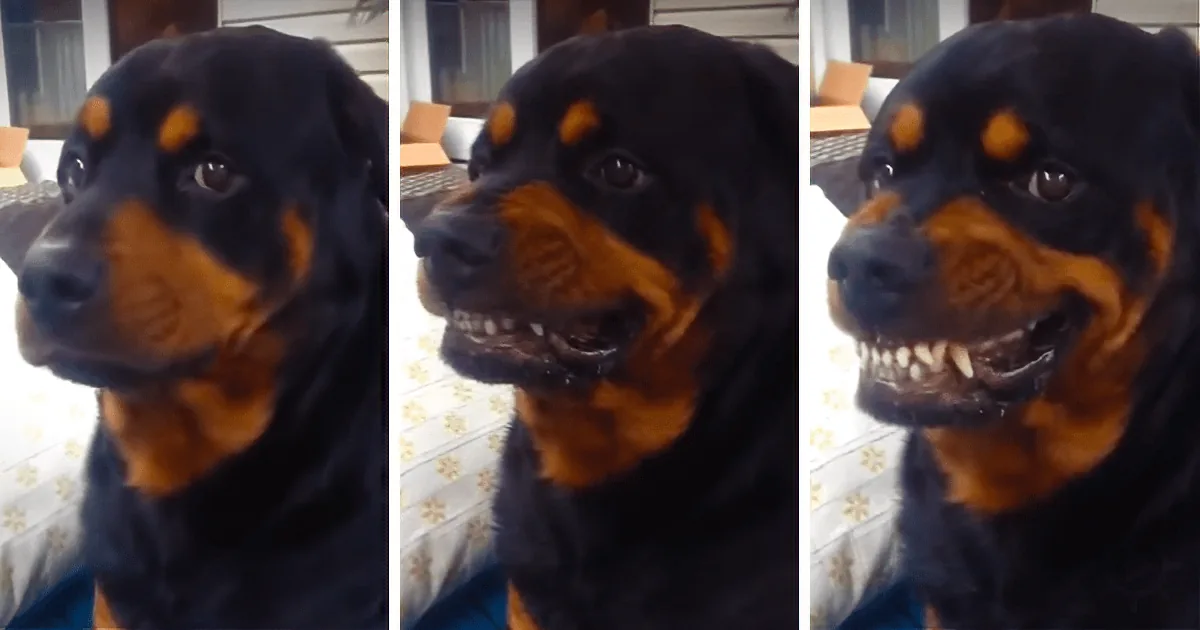 A Rottweiler dog with a black and brown coat is shown in three different expressions, looking to the side.