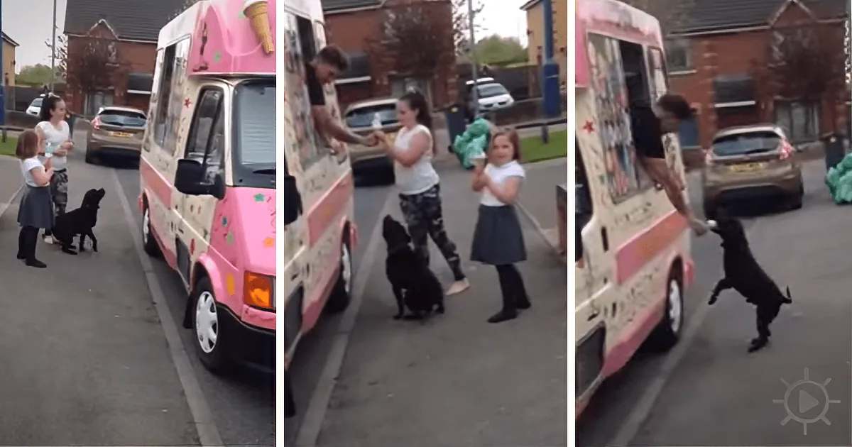 ''One Dog''s Obsession With the Ice Cream Truck: Cute and Totally Hilarious''