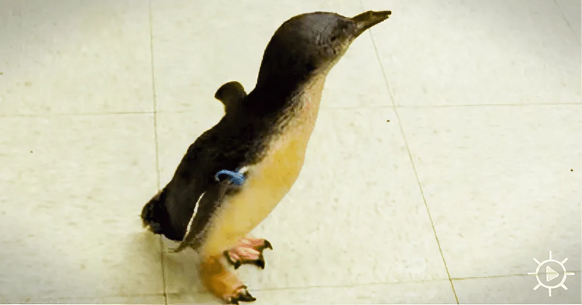 Cookie Is a ''Little Penguin'' and the Mascot of the Zoo Bird House in Cincinnati