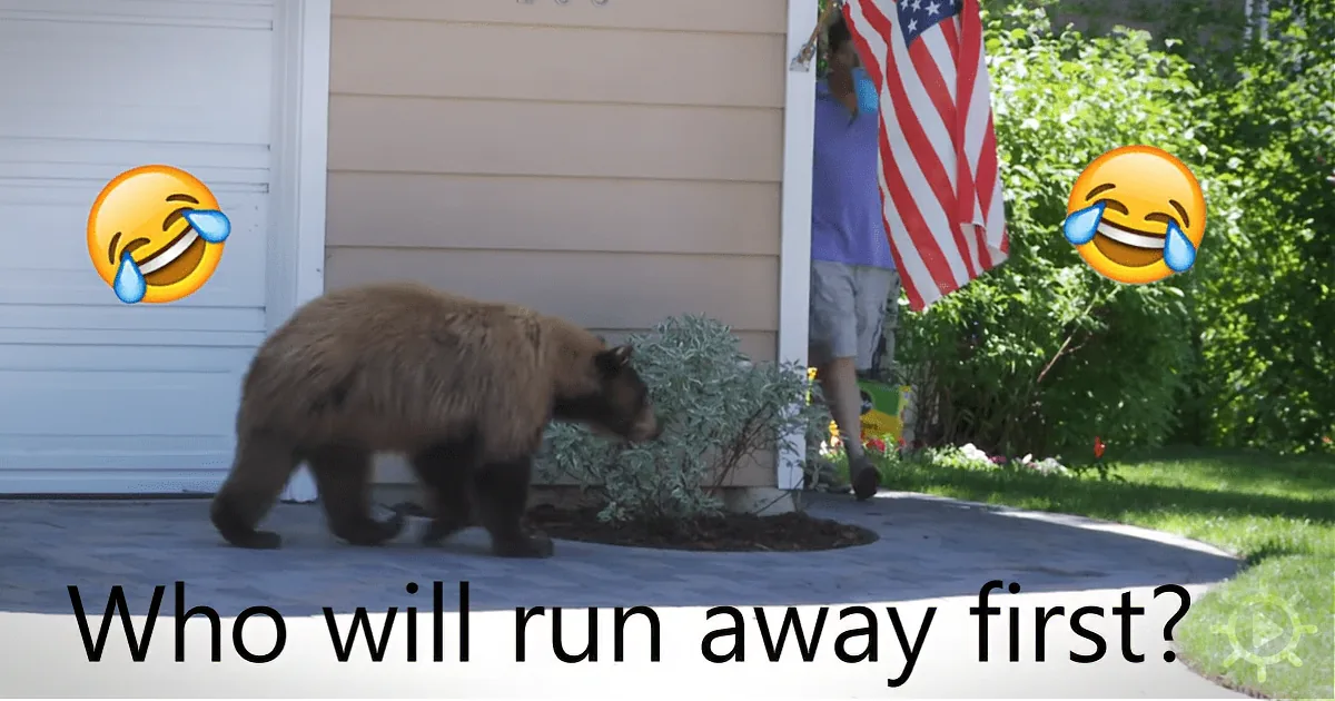 Suburban Wildlife: Man and Bear Have Hilarious Reactions to Surprise Meeting