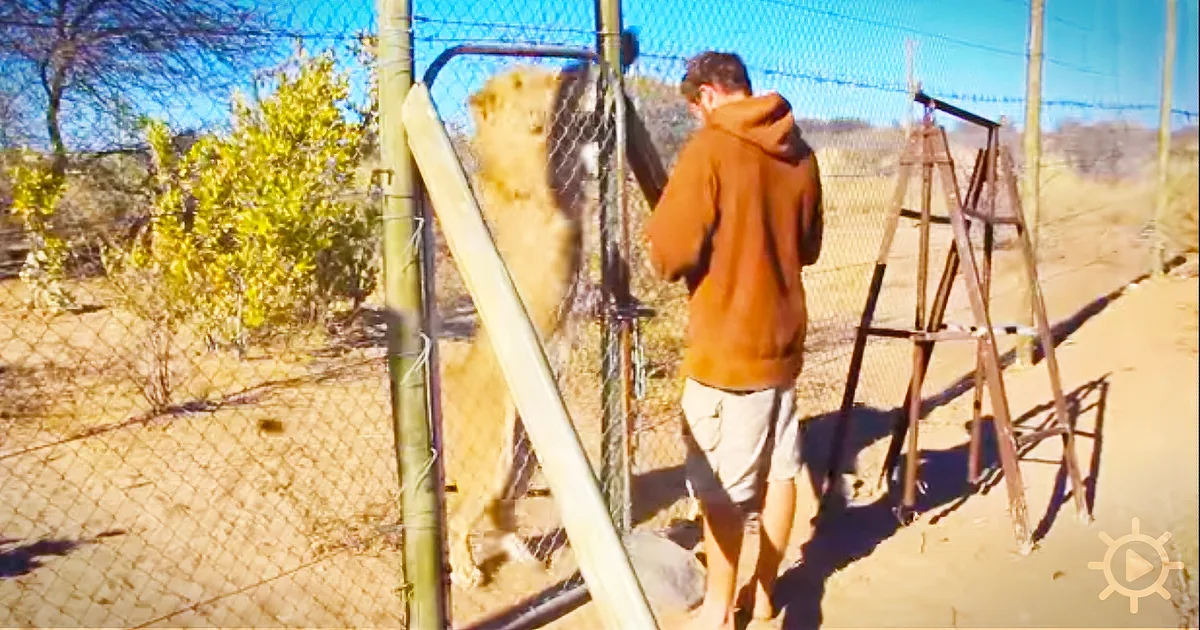 Lion Cub Saved Reunites With the Person Who Found It and Shows Him What He Deserves!