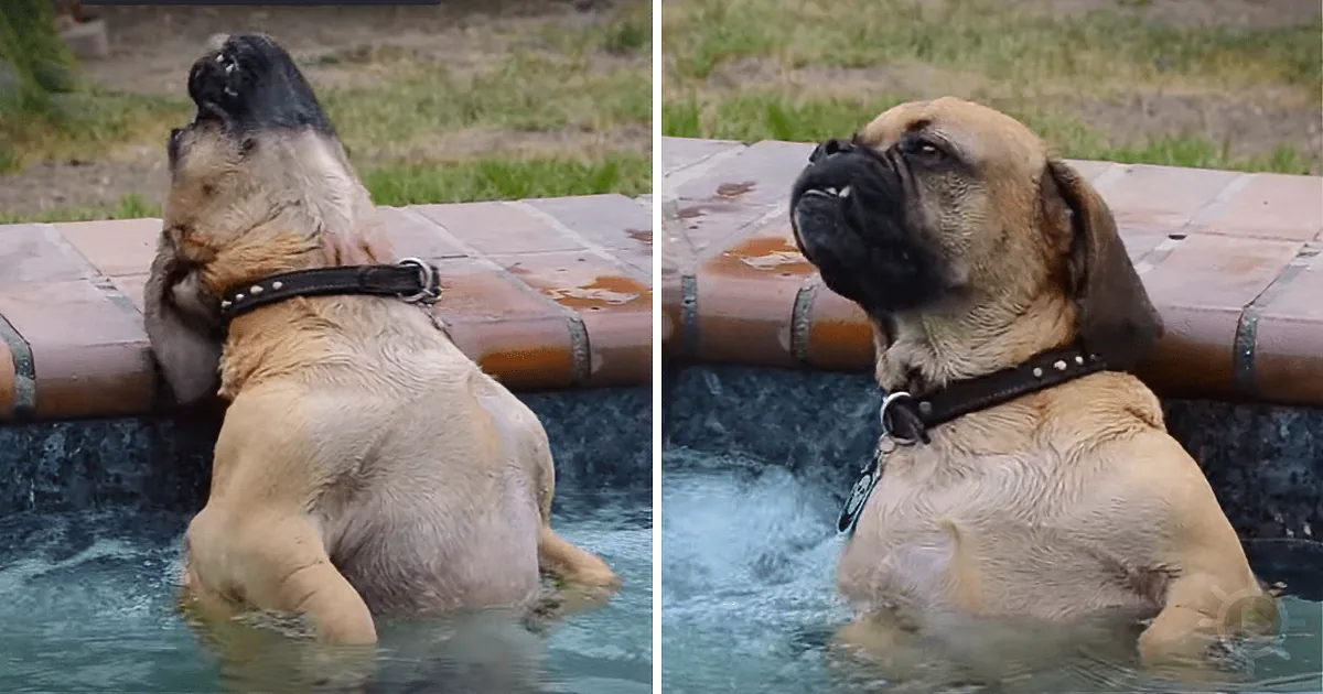 A wet dog with a skull tag stands in a pool, looking directly at the camera.