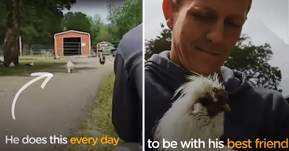 A Chicken Sees Her Rescuer at a Distance and Runs Towards Him. It''ll Melt Your Heart!