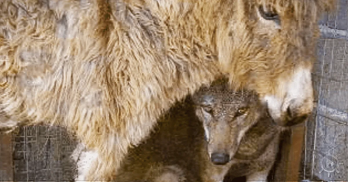 A wolf and its pup are huddled together in a cage, with the adult wolf protecting the pup.