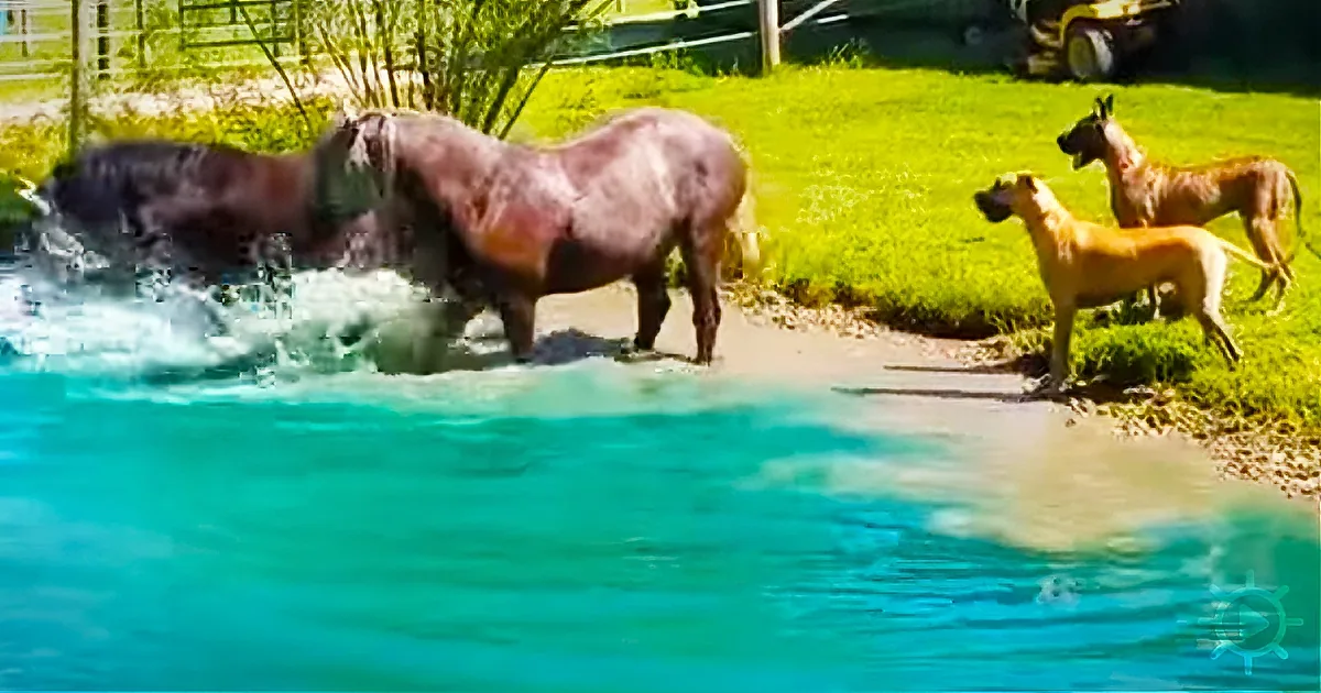 Summer on the Farm: Great Danes Fascinated by Horses Splashing in the Water