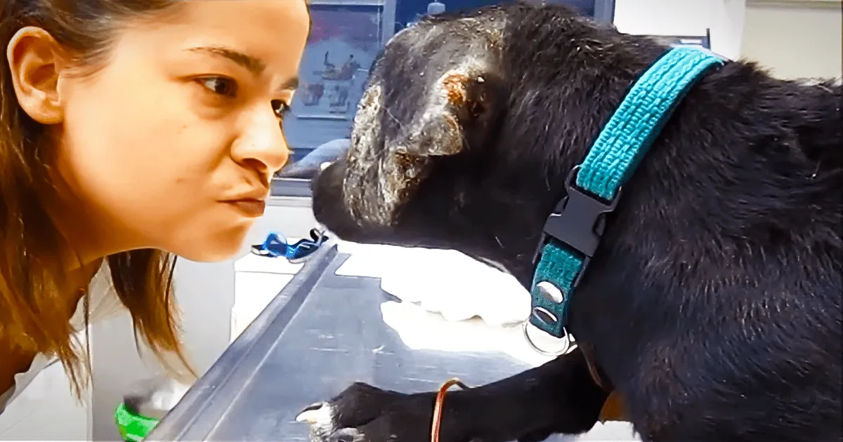 A black dog with a teal collar is being examined by a person in a white lab coat.