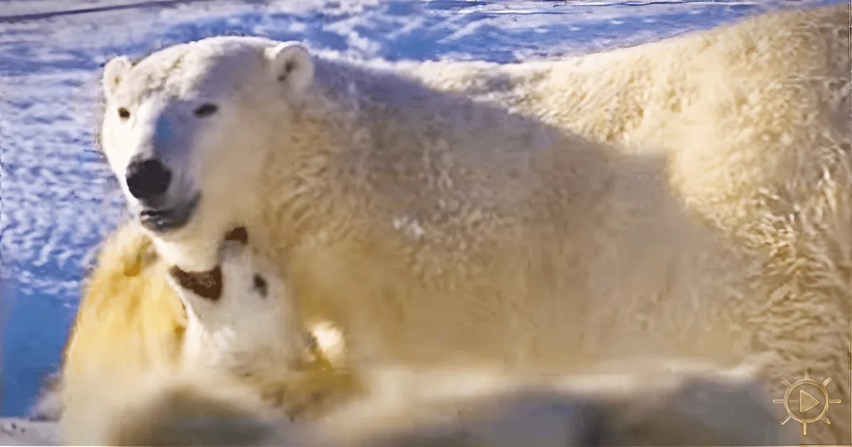 Who Knew Fearsome Polar Bears Would Play Gently With Dogs?