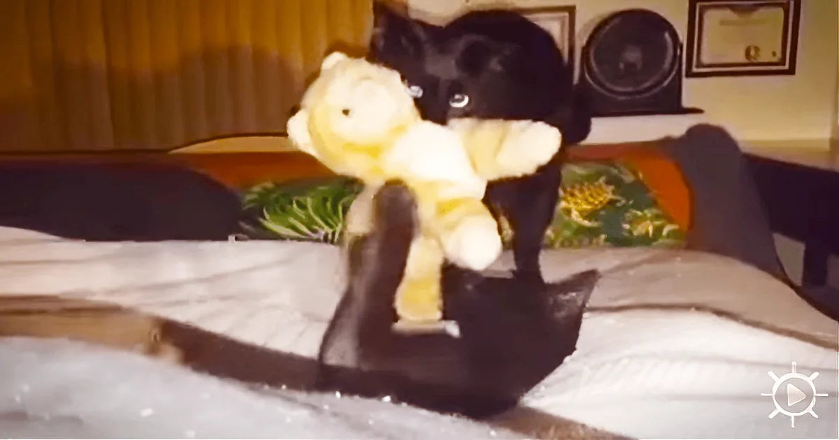 Handsome Black Cat Brings His Obsession to Bed With Him