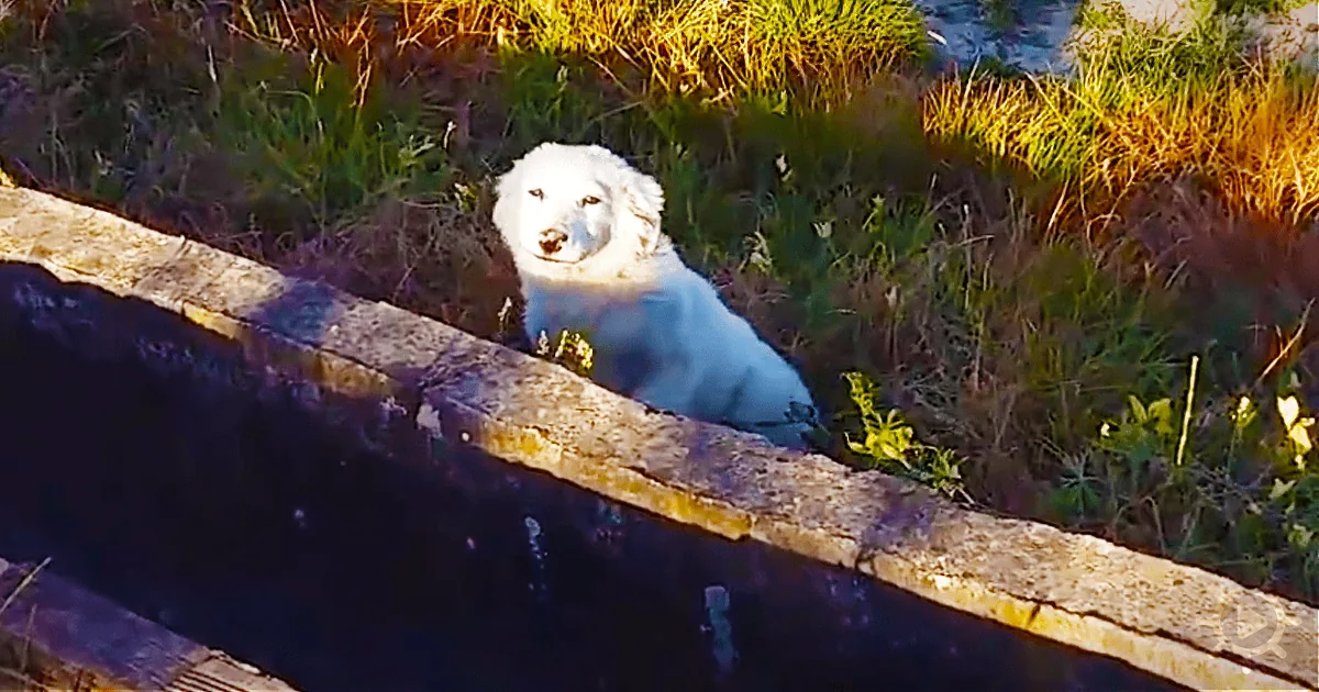 Happiest Dog Ever: Homeless Pup Rescued by a Sharp-Eyed Jogger