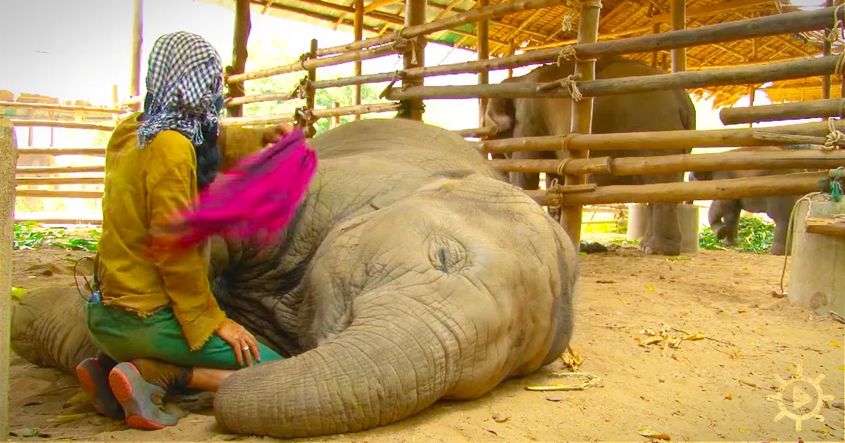 This Amazing Lady Has Done a Lot for Elephants, Including Singing Lullabies