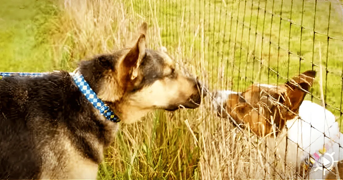 Best Friends Otto and Abby Were Separated - but When They''re Reunited, Their Reaction Is Adorable!