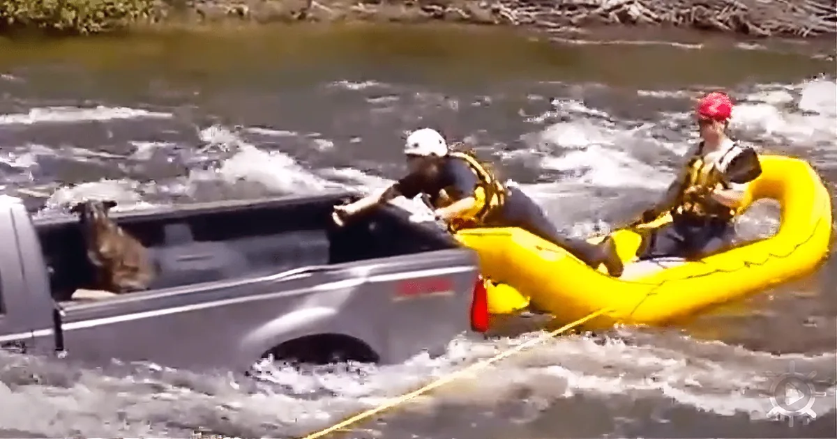 A Terrified Dog Is Trapped in a Sunken Truck - the Rescue Is Unmissable