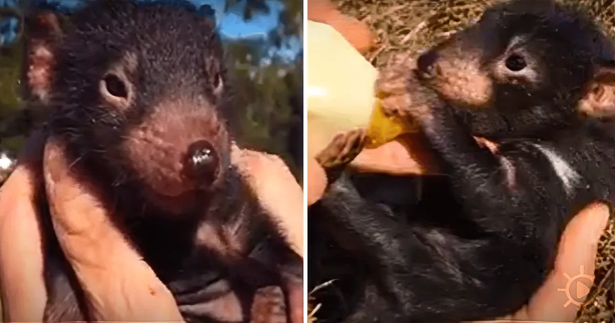 A baby Tasmanian devil is being held and fed by a person, showcasing its tiny size and adorable features.