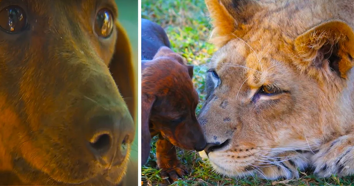 A close-up of a lion and a dachshund nose-to-nose, showcasing their unique bond.