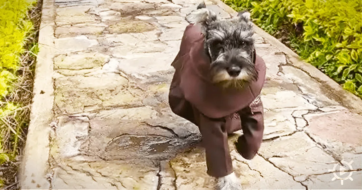 A small dog in a brown coat walks on a stone path surrounded by greenery.