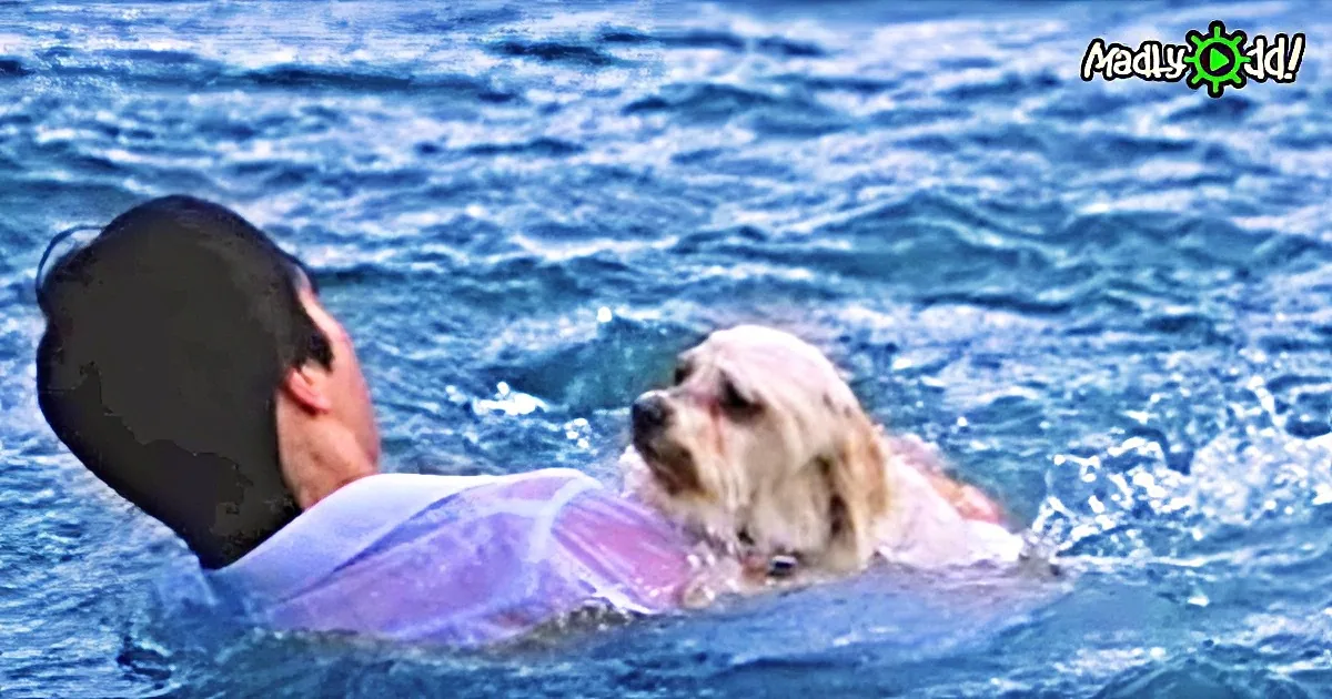 A man and a dog are swimming together in the ocean.
