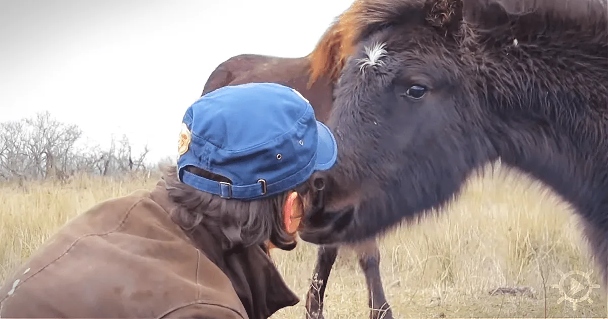 A Man Frees a Chained Wild Horse, but Has No Clue of the Type of ''Thank You'' He''ll Get!