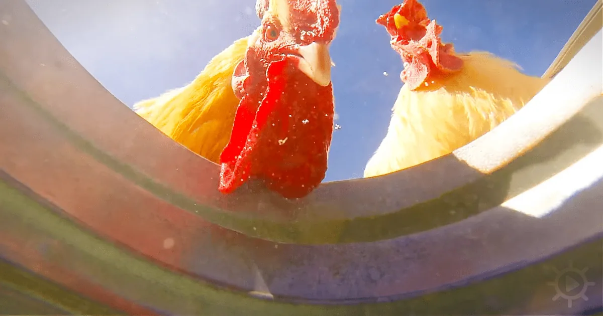 A Guy Hides a Camera in a Bucket of Water to See Who Comes to Drink. the Result? 100% Awesome!