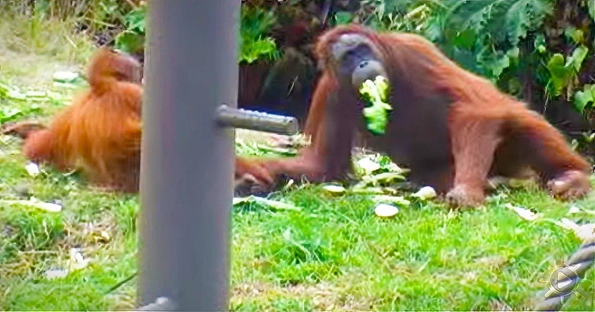 Orangutan Mom Has a Hilariously Difficult Time With Her Energetic Youngster