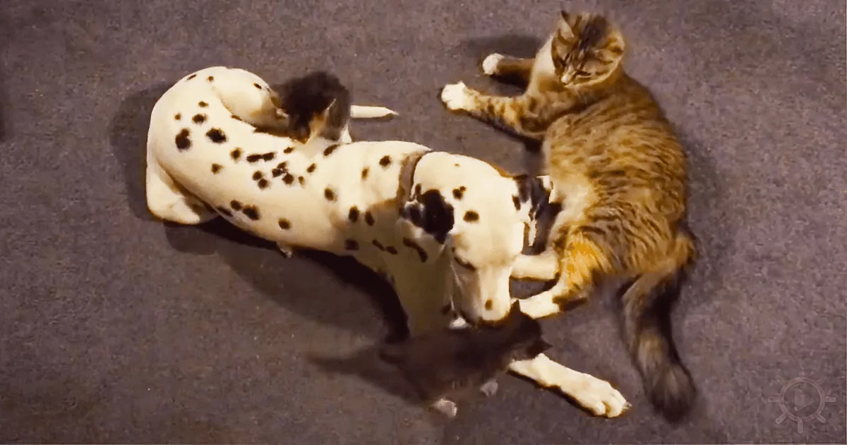 Mama Cat Has so Many Kittens She Accepts Help From a Dalmatian!