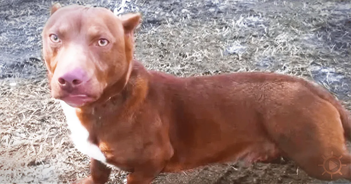 Amazing Pitbull-Dachshund Puppy Found in a Backyard