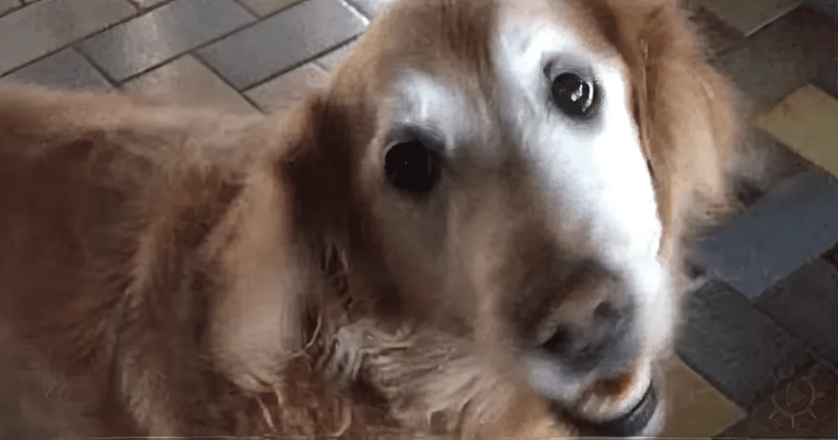 Dog Wins the Tiny Chance of Surviving an Operation - Her Reaction Is Adorable!