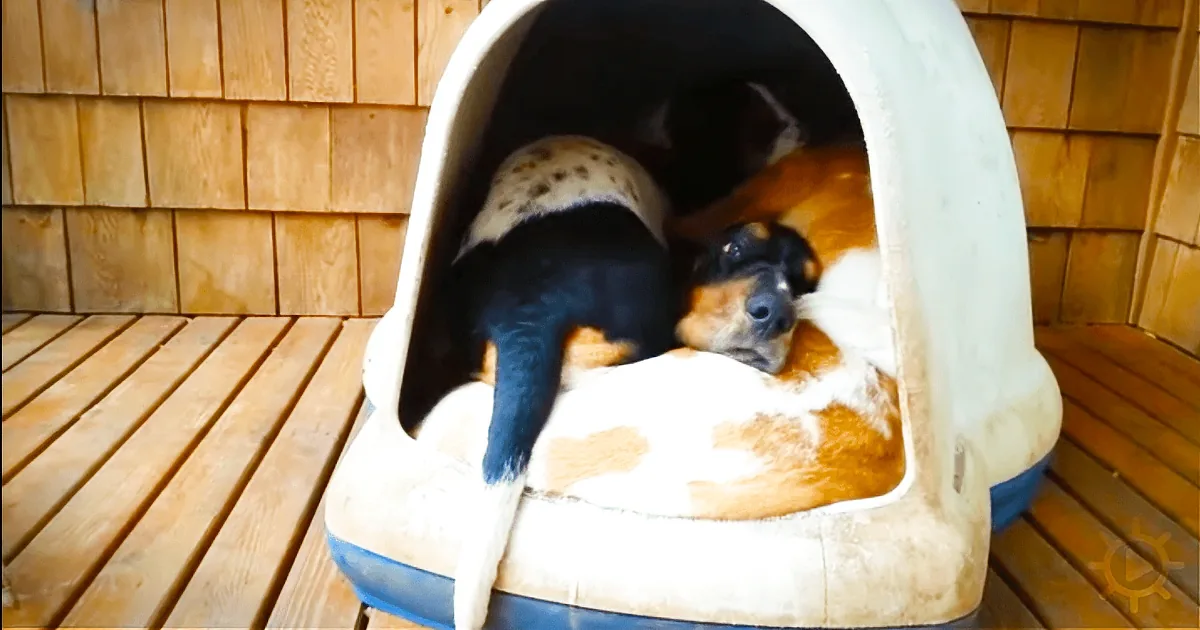 A dog lounges in a cozy, white, dome-shaped dog bed on a wooden deck.