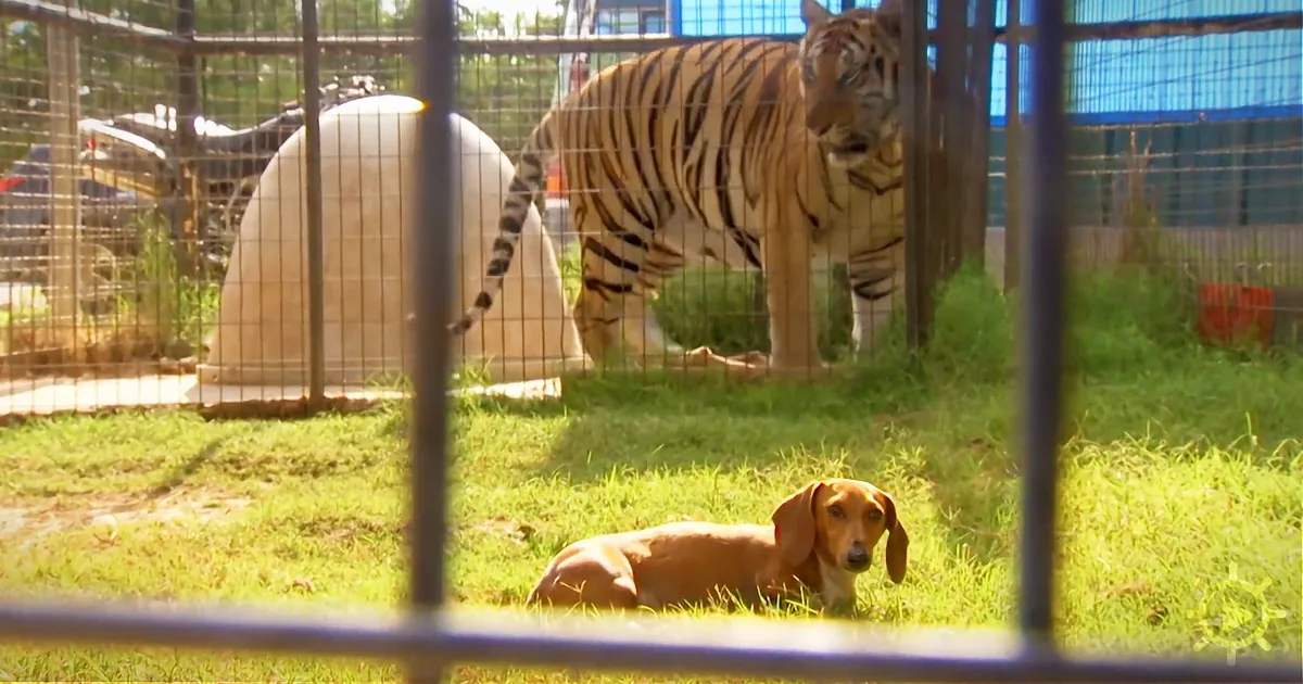 A tiger and a dog are in separate fenced areas, with the tiger standing and the dog lying down.