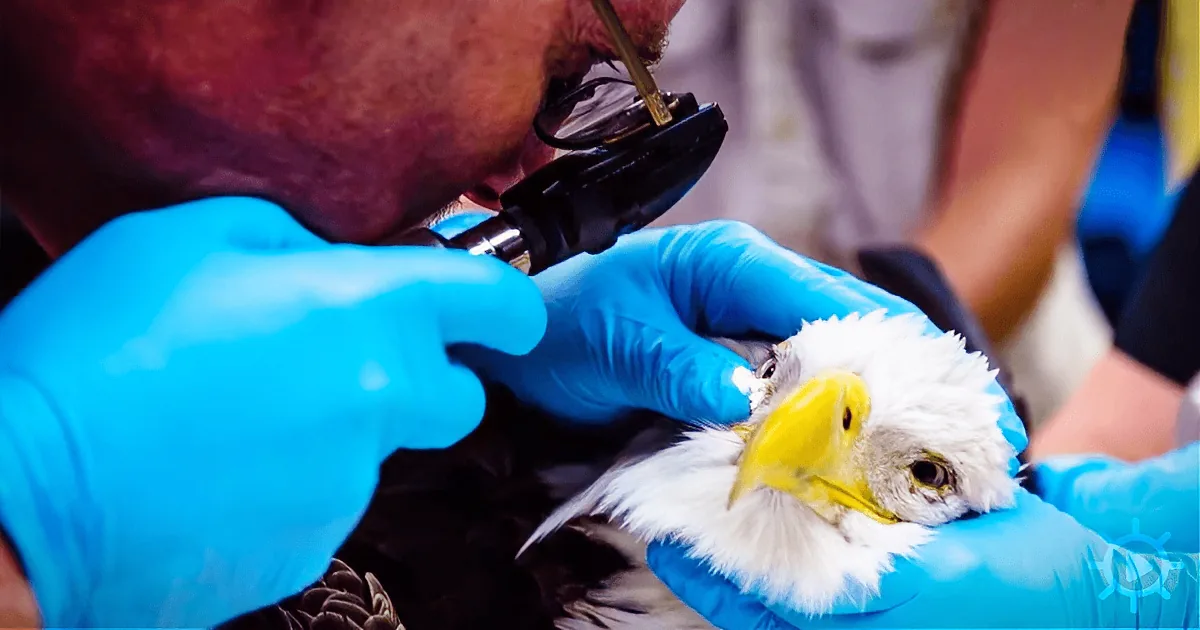 Not Your Ordinary Traffic Jam: Injured Bald Eagle in the Road Rescued