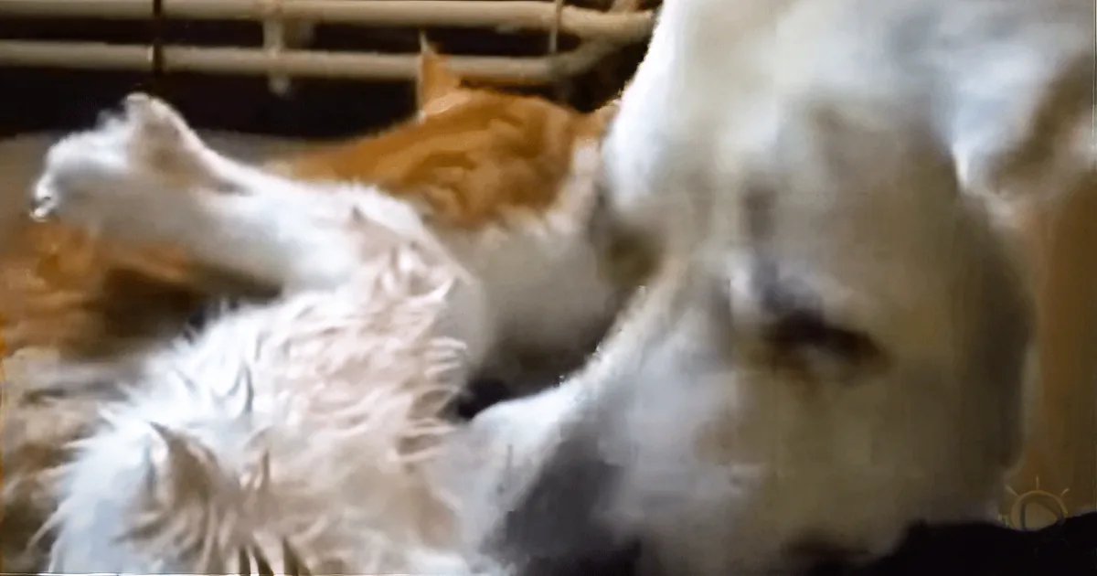 Mama Cat Gives Birth With Help From Her Friend... the Dog!
