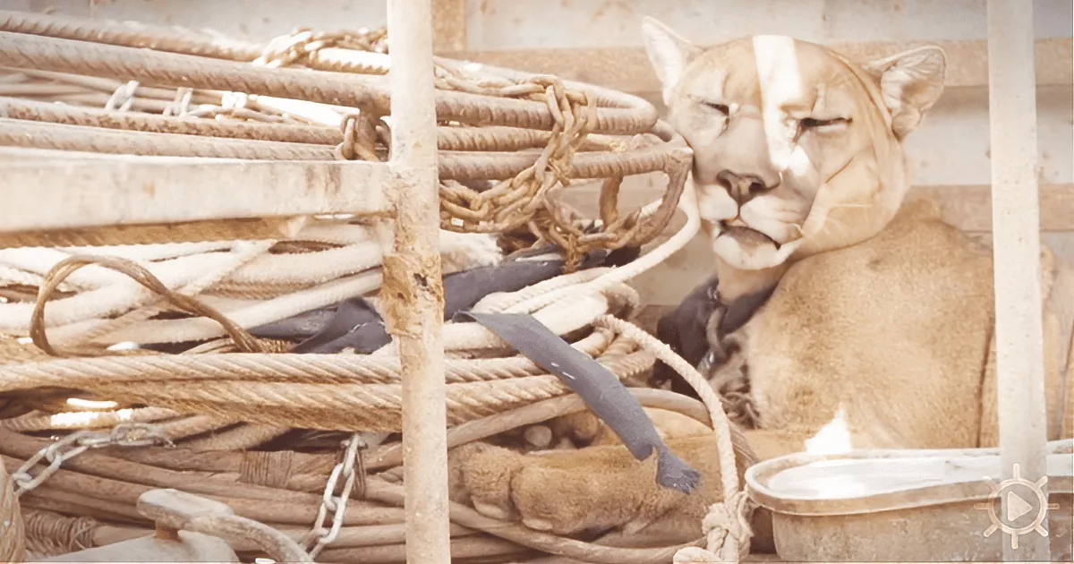 Liberated From a Circus After 20 Years, a Mountain Lion Returns to the Wild