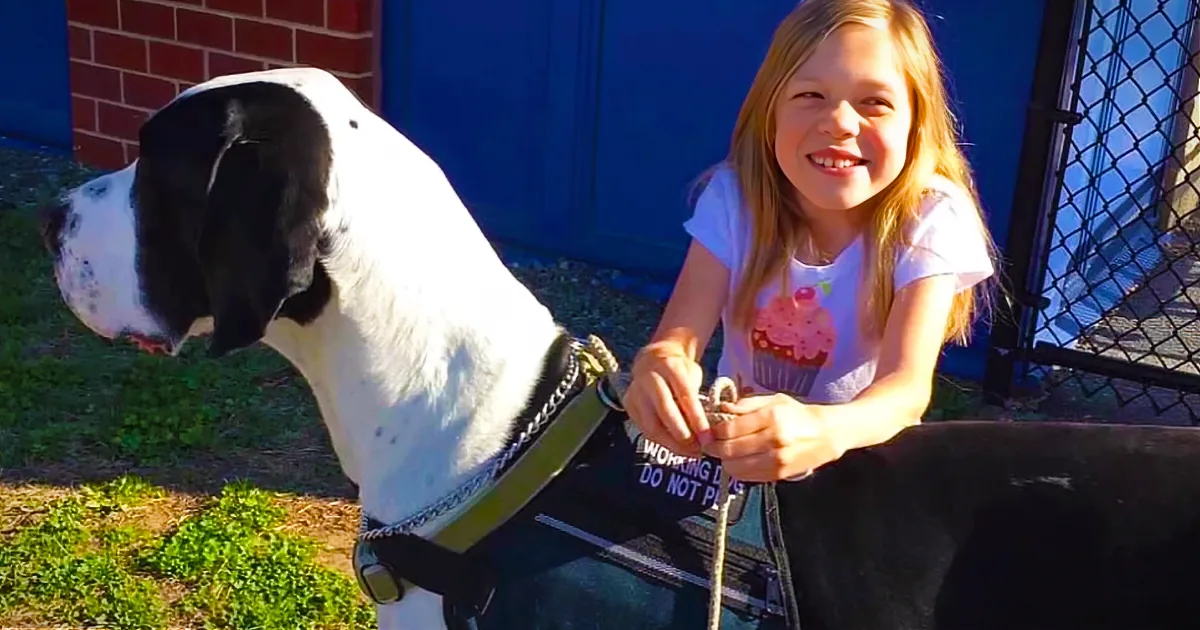 Colossal Great Dane Helps a Small Girl With a Rare Condition Walk Again
