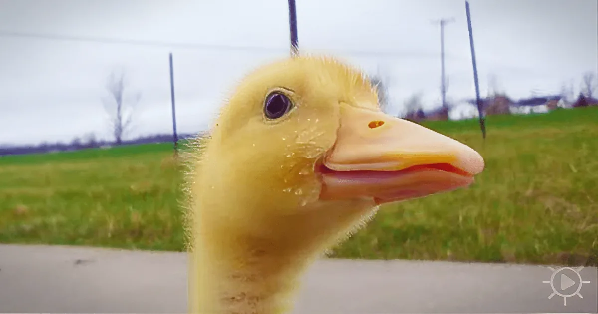 Just Taking Charley out for a Walk... Is Charley a Dog? Nope: a Duckling!