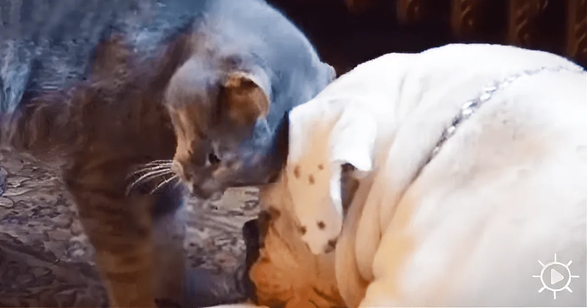 A tabby kitten interacts with a white dog in a cozy indoor setting.