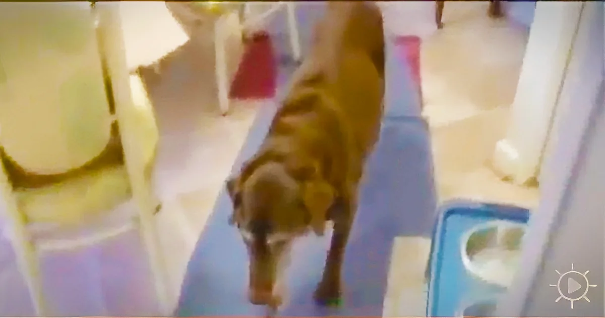 A yellow dog is walking indoors, surrounded by white and blue furniture.