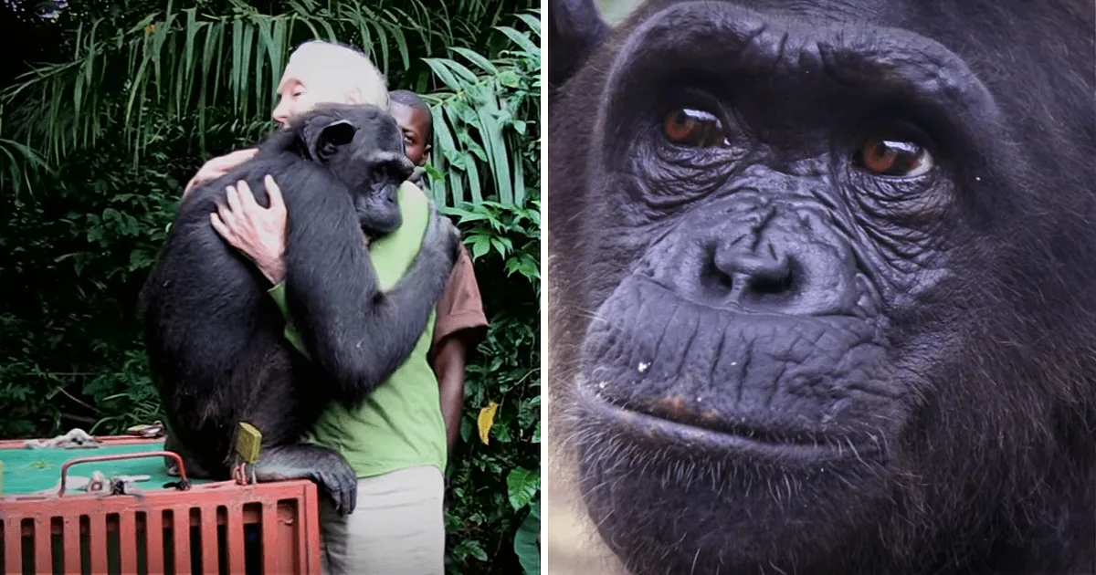 Released Chimpanzees Rescuer Ignores the Warnings, Chimp Grabs Her Suddenly
