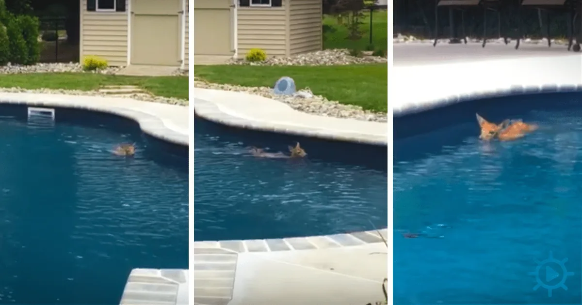 Home Owner Sees Animal in Her Pool, Then Captures Vision Once She Realizes It''s Not a Dog