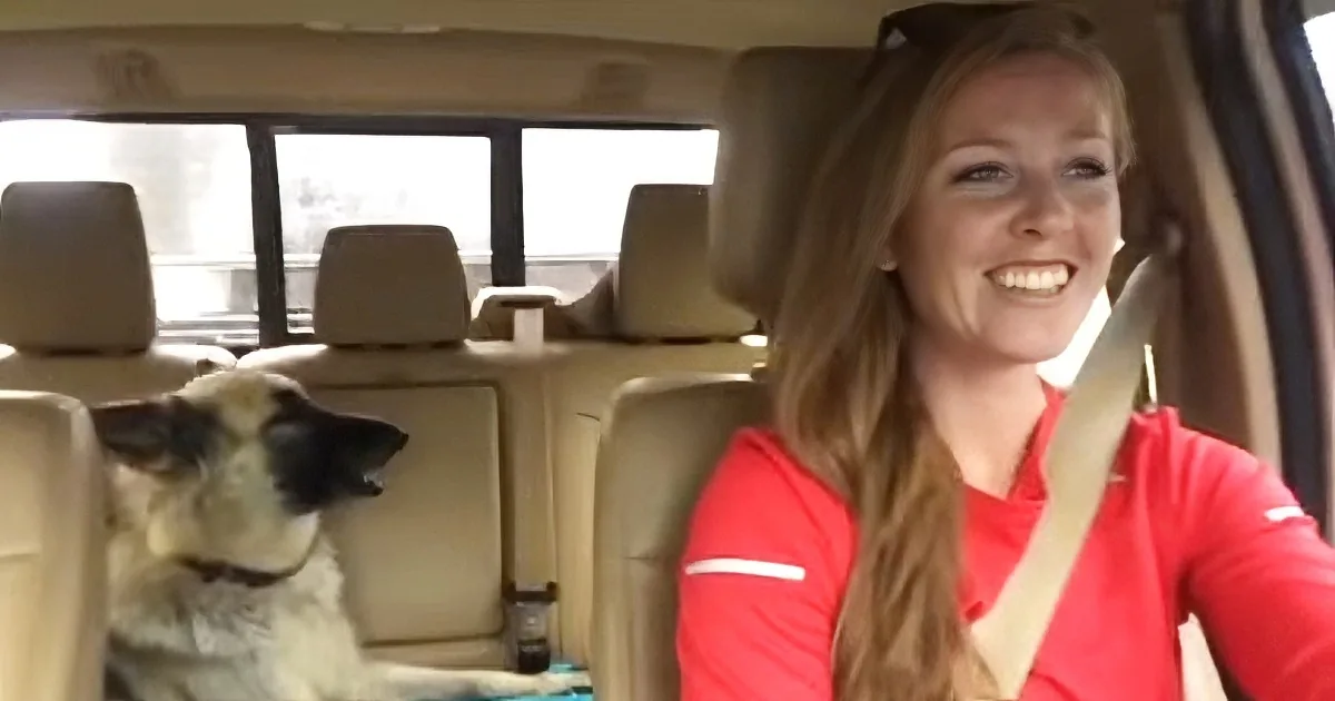 German Shepherd Is Asleep on the Back Seat, Then Her Favorite Song Comes on and She Joins In!