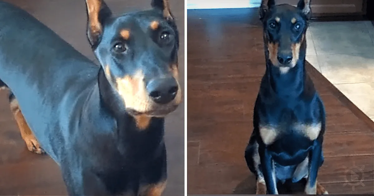 A Doberman Pinscher with a black and tan coat sits attentively on a wooden floor, looking up.