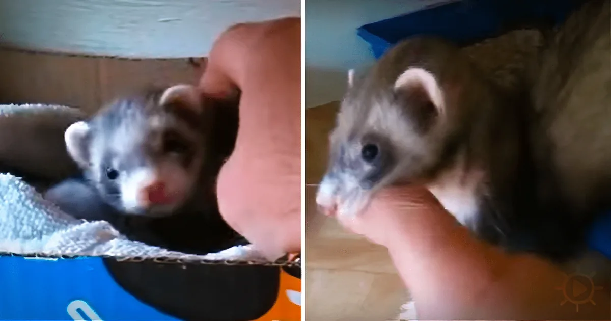 New Ferret Mom Wants to Show off Her Newborn Babies, Won''t Let Dads Hand Go