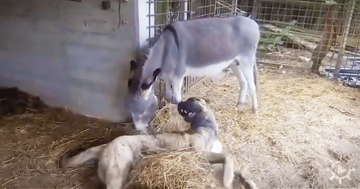 Donkey Helps Disabled Dog, While Other Dogs Would Play With Her
