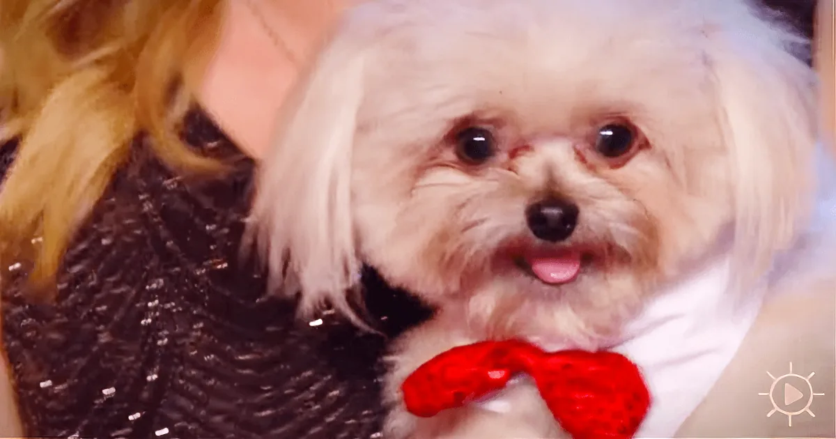 A fluffy white dog with a red bow tie is being held by a person with blonde hair.
