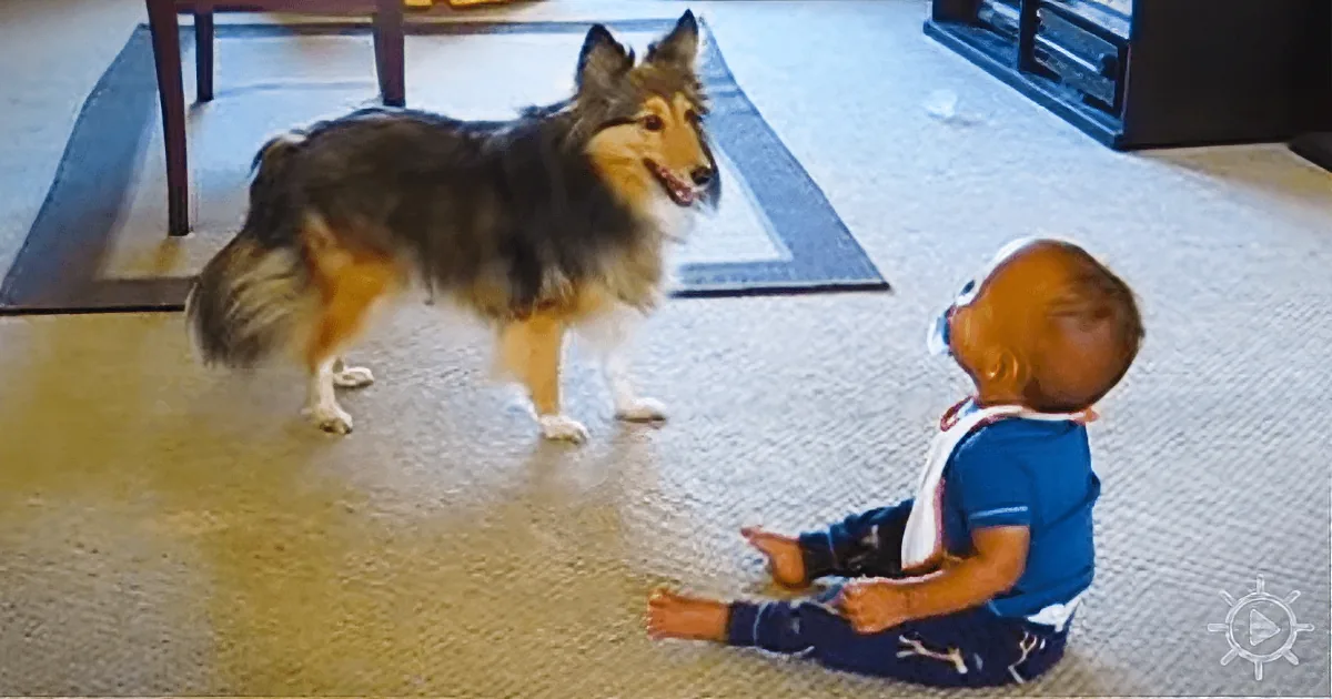 Adorable Playdate Between a Dog and a Kid Gives Everybody a Contagious Smile.
