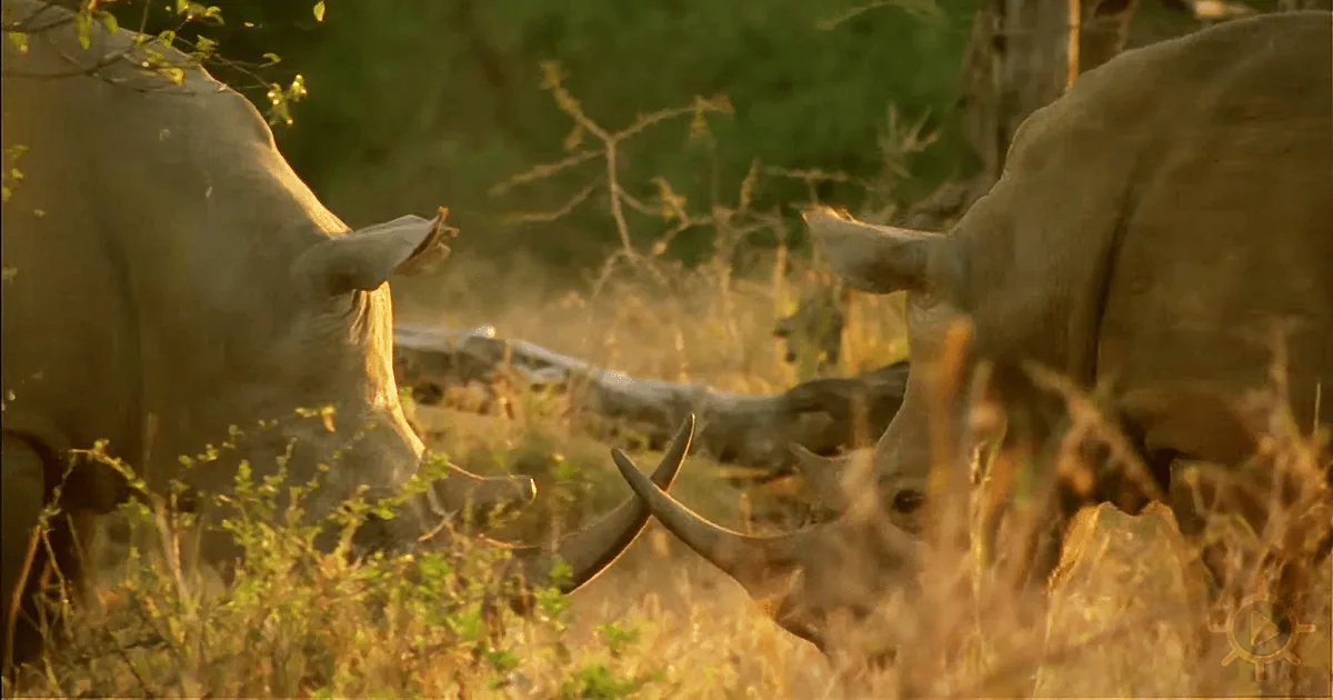 Black Dot Spotted in a Rhino Horn - You Won''t Believe What It Is!