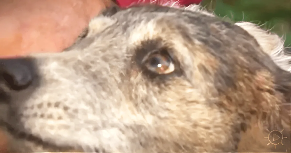 With Only Boxer Shorts and Adrenaline, He Saves His Dog From a Mountain Lion