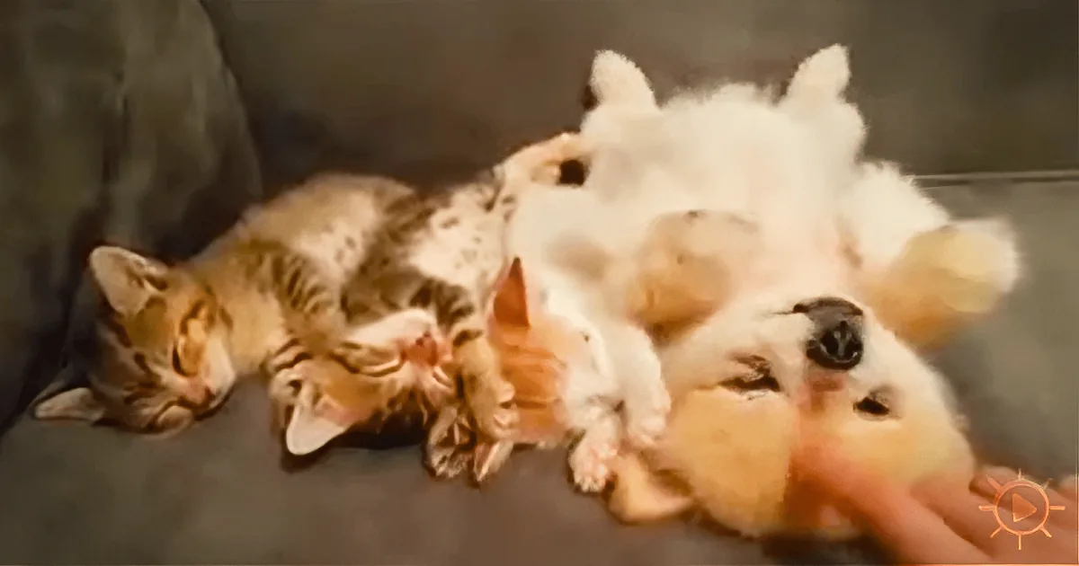 ''World''s Most Considerate Puppy: Some Kittens Make the Most of the Opportunity''