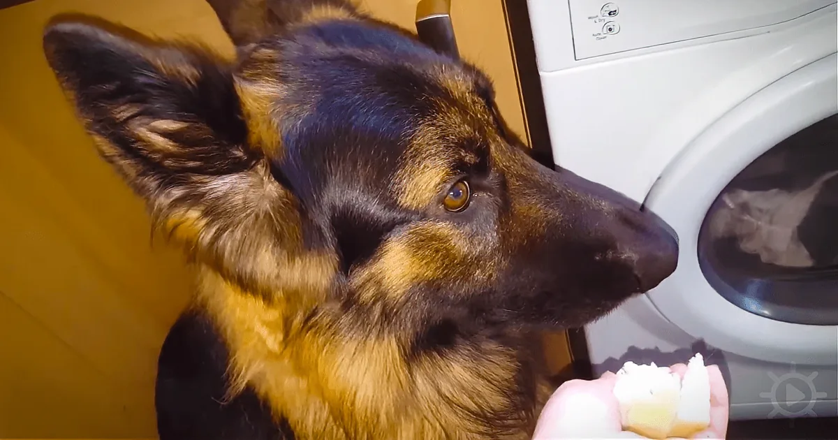 A German Shepherd dog with a curious expression looks at a hand holding a piece of food near a washing machine.