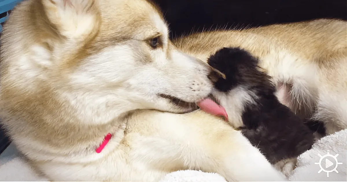 To Save the Abandoned Kitten, They Needed to Find a Foster Mom. Maybe the Husky?