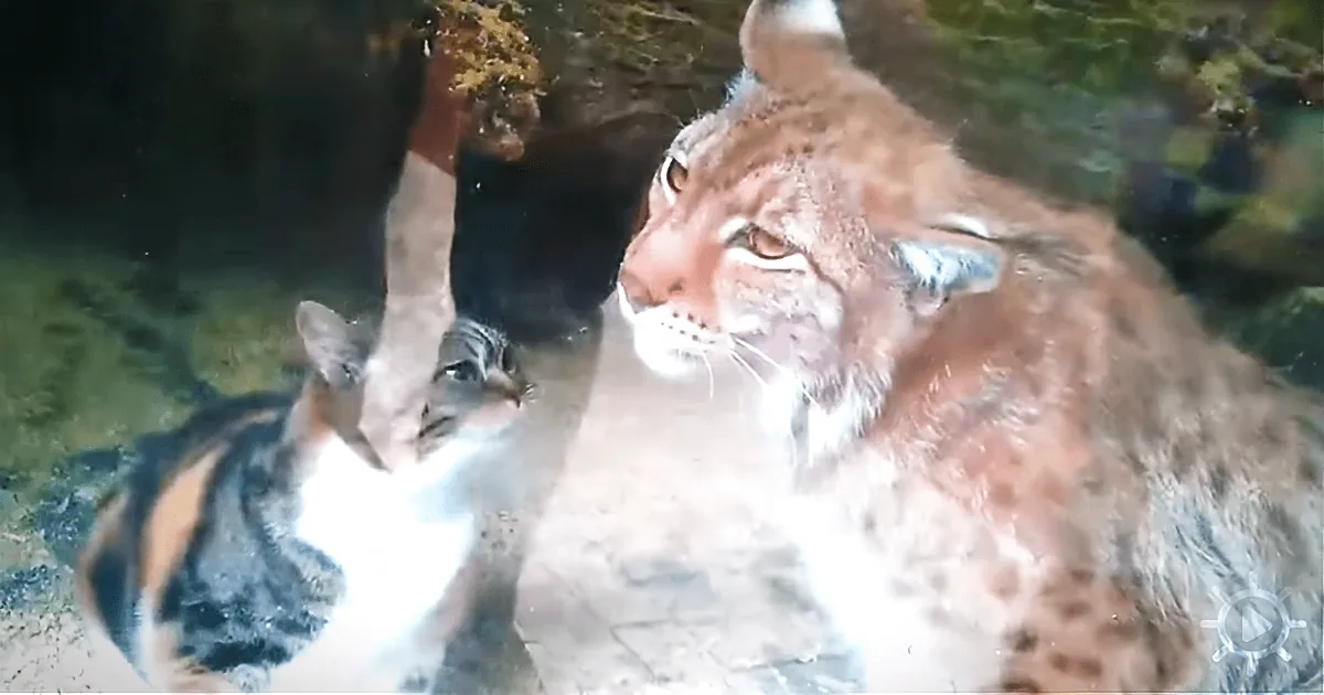 Looking for Food, a Stray Cat Sneaks Into a Zoo and Befriends a Lynx